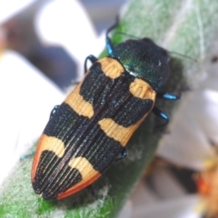 Castiarina interstitialis (A jewel beetle) at Namadgi National Park - 7 Dec 2019 by Harrisi