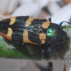 Castiarina interstitialis at Brindabella, NSW - 7 Dec 2019