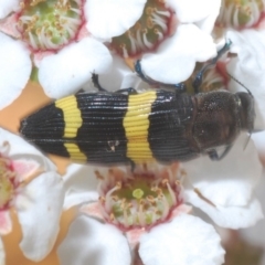 Castiarina bifasciata (Jewel beetle) at Brindabella, NSW - 7 Dec 2019 by Harrisi
