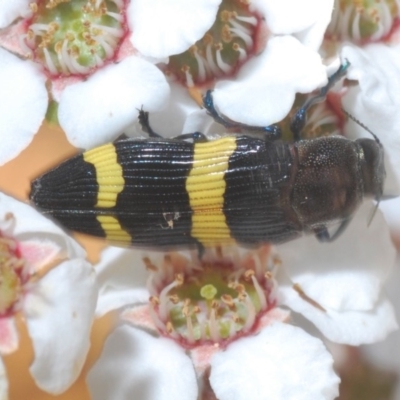 Castiarina bifasciata (Jewel beetle) at Brindabella, NSW - 7 Dec 2019 by Harrisi