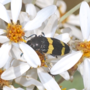 Castiarina bifasciata at Brindabella, NSW - 7 Dec 2019 04:12 PM