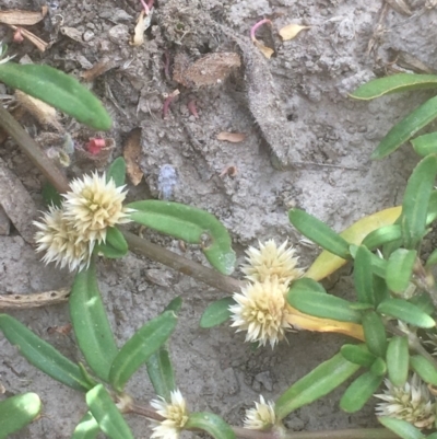 Alternanthera denticulata (Lesser Joyweed) at Googong Foreshore - 7 Dec 2019 by JaneR