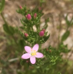 Centaurium erythraea (Common Centaury) at Burra, NSW - 7 Dec 2019 by JaneR