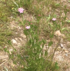 Centaurium erythraea at Burra, NSW - 7 Dec 2019