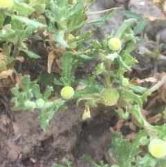 Centipeda cunninghamii (Common Sneezeweed) at Burra, NSW - 7 Dec 2019 by JaneR