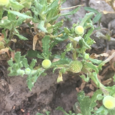 Centipeda cunninghamii (Common Sneezeweed) at Googong Foreshore - 7 Dec 2019 by JaneR