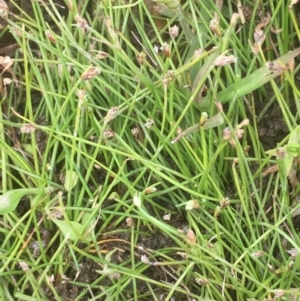 Isolepis cernua at Burra, NSW - 7 Dec 2019 04:14 PM