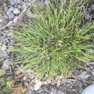 Isolepis cernua at Burra, NSW - 7 Dec 2019 04:14 PM