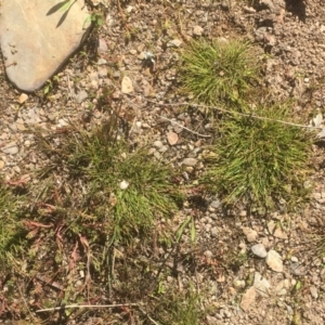 Isolepis cernua at Burra, NSW - 7 Dec 2019 04:14 PM