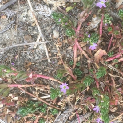 Lythrum hyssopifolia (Small Loosestrife) at Burra, NSW - 7 Dec 2019 by JaneR