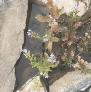 Veronica anagallis-aquatica at Burra, NSW - 7 Dec 2019