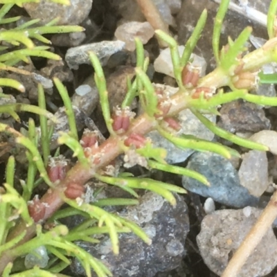 Myriophyllum simulans (Water Milfoil) at Googong Foreshore - 7 Dec 2019 by JaneR