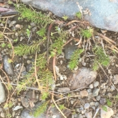 Myriophyllum simulans at Burra, NSW - 7 Dec 2019 04:09 PM