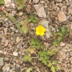 Ranunculus sp. (Buttercup) at Googong Foreshore - 7 Dec 2019 by JaneR