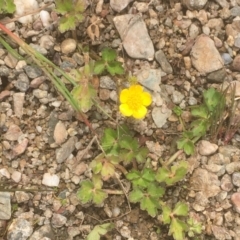 Ranunculus sp. (Buttercup) at Burra, NSW - 7 Dec 2019 by JaneR