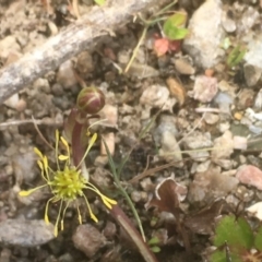Ranunculus sp. at Burra, NSW - 7 Dec 2019