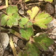 Ranunculus sp. at Burra, NSW - 7 Dec 2019 02:39 PM