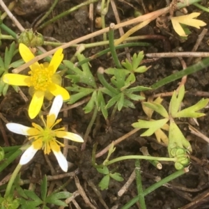 Ranunculus amphitrichus at Burra, NSW - 7 Dec 2019 03:59 PM