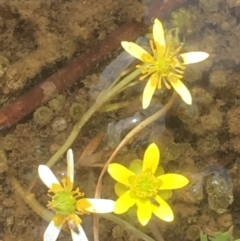 Ranunculus amphitrichus at Burra, NSW - 7 Dec 2019 03:59 PM