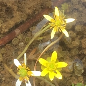 Ranunculus amphitrichus at Burra, NSW - 7 Dec 2019 03:59 PM