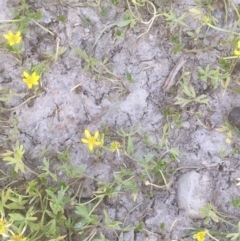 Ranunculus amphitrichus at Burra, NSW - 7 Dec 2019 03:59 PM