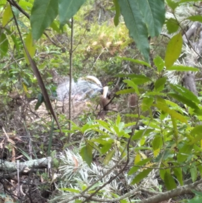 Menura novaehollandiae (Superb Lyrebird) at Morton National Park - 7 Dec 2019 by KarenG