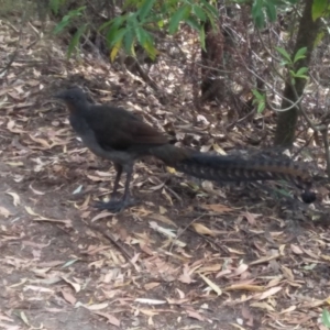 Menura novaehollandiae at Fitzroy Falls - 8 Dec 2019