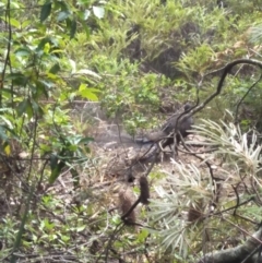 Menura novaehollandiae at Fitzroy Falls - 8 Dec 2019