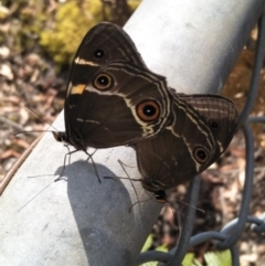 Tisiphone abeona (Varied Sword-grass Brown) at Fitzroy Falls, NSW - 7 Dec 2019 by KarenG