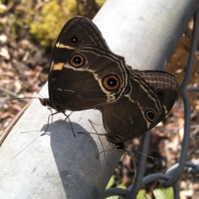 Tisiphone abeona (Varied Sword-grass Brown) at Morton National Park - 7 Dec 2019 by KarenG