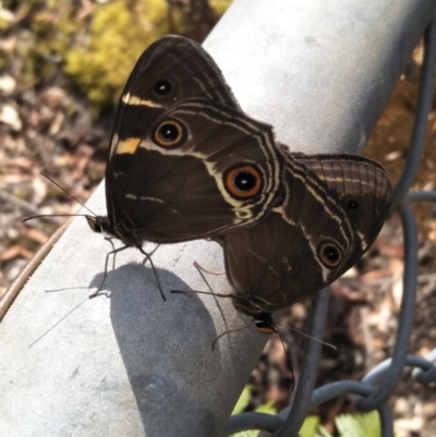 Tisiphone abeona (Varied Sword-grass Brown) at Fitzroy Falls - 7 Dec 2019 by KarenG
