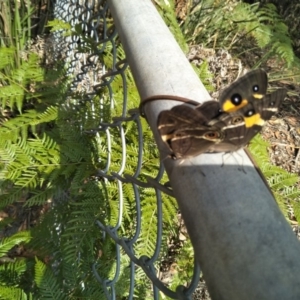 Tisiphone abeona at Fitzroy Falls - 8 Dec 2019 09:36 AM