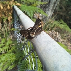 Tisiphone abeona at Fitzroy Falls - 8 Dec 2019 09:36 AM