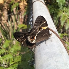 Tisiphone abeona at Fitzroy Falls - 8 Dec 2019 09:36 AM