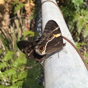 Tisiphone abeona at Fitzroy Falls - 8 Dec 2019 09:36 AM