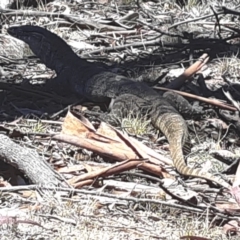 Varanus rosenbergi (Heath or Rosenberg's Monitor) at Mount Clear, ACT - 27 Nov 2019 by KMcCue