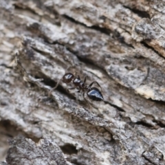 Crematogaster sp. (genus) (Acrobat ant, Cocktail ant) at Michelago, NSW - 13 Oct 2018 by Illilanga