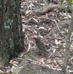 Zoothera lunulata (Bassian Thrush) at Morton National Park - 7 Dec 2019 by KarenG