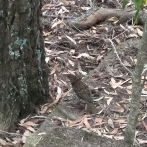 Zoothera lunulata at Fitzroy Falls - 8 Dec 2019 08:16 AM