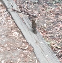 Zoothera lunulata at Fitzroy Falls - 8 Dec 2019 08:16 AM