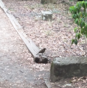 Zoothera lunulata at Fitzroy Falls - 8 Dec 2019