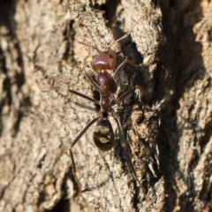 Iridomyrmex purpureus (Meat Ant) at Illilanga & Baroona - 10 Sep 2018 by Illilanga