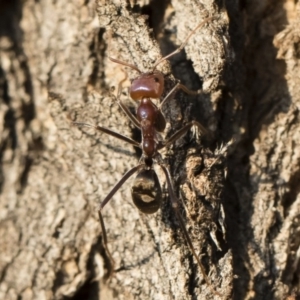 Iridomyrmex purpureus at Michelago, NSW - 10 Sep 2018