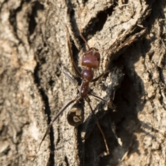 Iridomyrmex purpureus at Michelago, NSW - 10 Sep 2018
