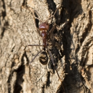 Iridomyrmex purpureus at Michelago, NSW - 10 Sep 2018 04:12 PM