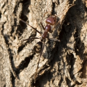 Iridomyrmex purpureus at Michelago, NSW - 10 Sep 2018 04:12 PM