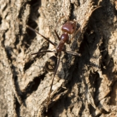 Iridomyrmex purpureus at Michelago, NSW - 10 Sep 2018