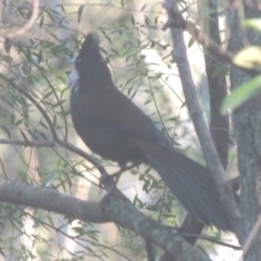 Psophodes olivaceus (Eastern Whipbird) at Gigerline Nature Reserve - 10 Nov 2019 by michaelb