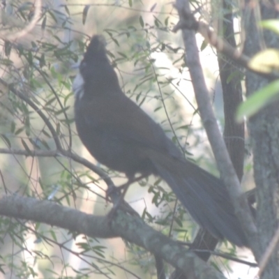 Psophodes olivaceus (Eastern Whipbird) at Tuggeranong DC, ACT - 11 Nov 2019 by MichaelBedingfield