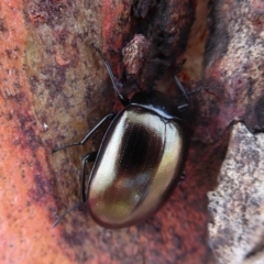 Chalcopteroides spectabilis (Rainbow darkling beetle) at West Belconnen Pond - 7 Dec 2019 by Christine